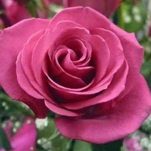 Meet your Posher, Rhonda